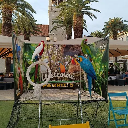 Rasema * トロギール